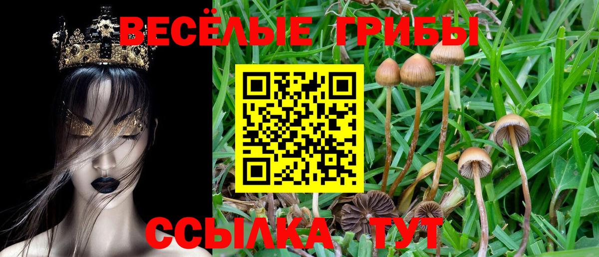 Псилоцибиновые грибы Psilocybine cubensis Бийск
